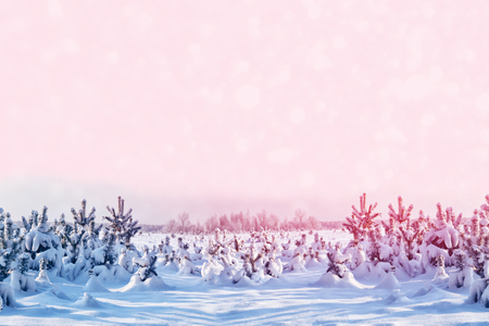 Frozen winter forest with snow covered trees.の写真素材