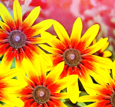 Colorful beautiful flowers rudbeckia on the background of the summer landscapeの写真素材