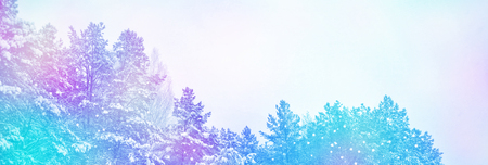 Frozen winter forest with snow covered trees.の写真素材