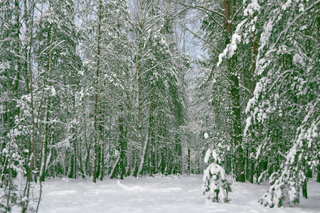 Frozen winter forest with snow covered trees.