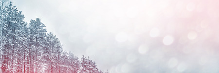 Frozen winter forest with snow covered trees.の写真素材