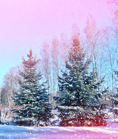 Frozen winter forest with snow covered trees.の写真素材