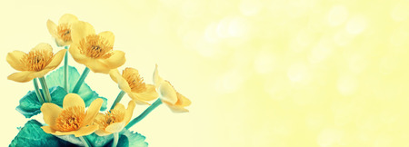 Bright colorful yellow flowers against the background of the summer landscape.