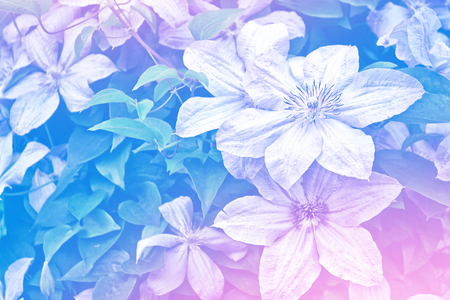 bright clematis flowers on a background of the summer landscape.の写真素材