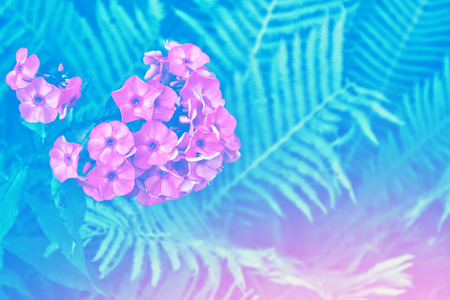 Colorful bright phlox flowers on a background of summer landscape.の写真素材