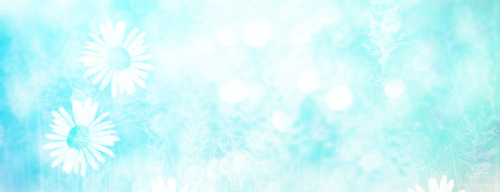 Blurred image of grass. White bright daisy flowers. の写真素材