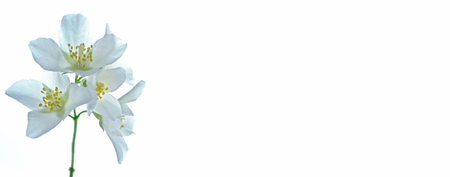 branch of jasmine flowers isolated on white background.の写真素材