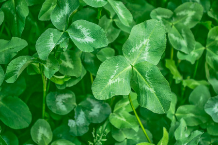 Green clover leaves on a background summer landscape