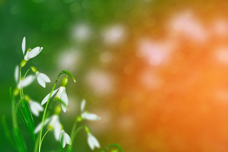 The first delicate spring flower snowdrop.の写真素材