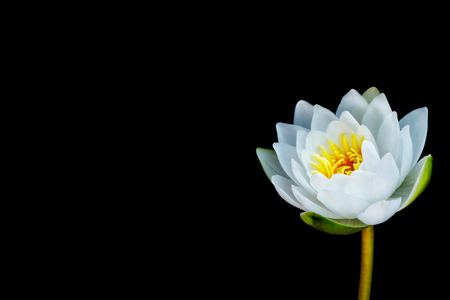 Flower water lily isolated on black background.の写真素材