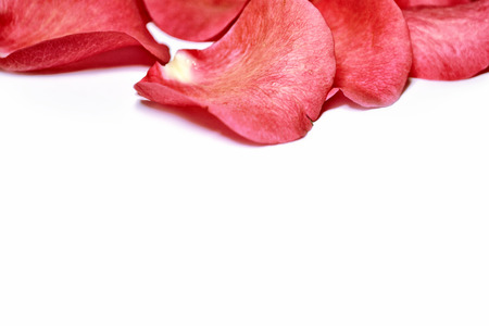 Red rose petals isolated on white background.