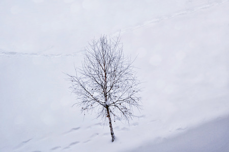 Blur. Frozen winter forest with snow covered trees. の写真素材
