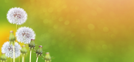 Fluffy dandelion flower against the background of the summer landscape.の写真素材