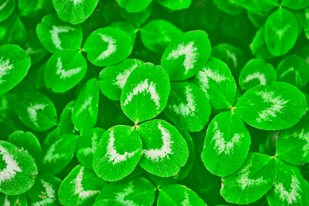 Green clover leaves on a background summer landscape. St.Patrick 's Day.
