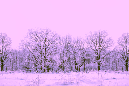 Frozen winter forest with snow covered trees.の写真素材