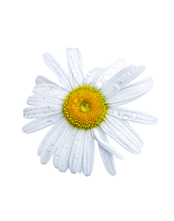 Daisies summer white flower isolated on white backgroundの写真素材