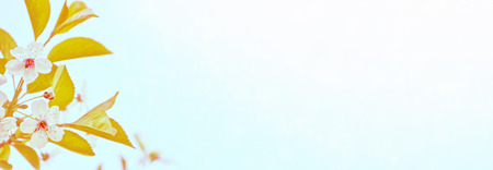 Blossoming branch apple. Bright colorful spring flowersの写真素材