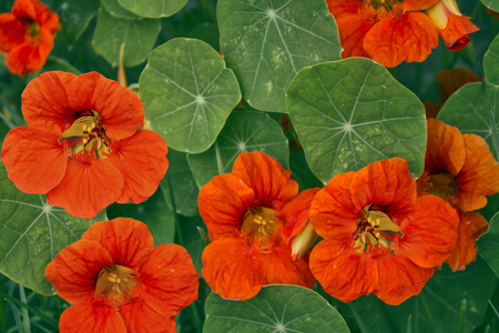 Bright nasturtium flowers with green colorful leaves.の写真素材