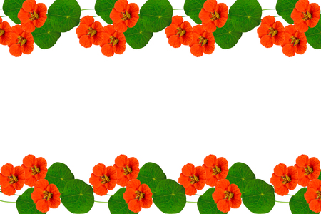Autumn nasturtium flowers isolated on white background.の写真素材