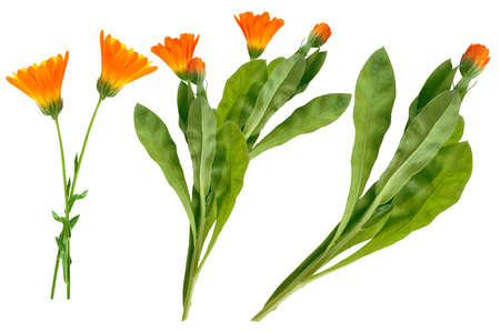 Bright marigold flowers isolated on white background.の写真素材