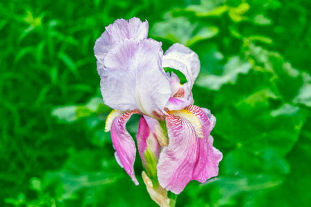 Bright colorful iris flowers on a background of the spring landscape.