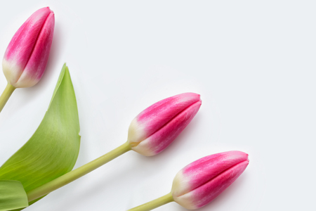 Spring flowers tulips isolated on white background.の写真素材