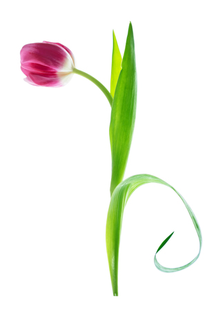 Spring flowers tulips isolated on white background. women's Day;の写真素材