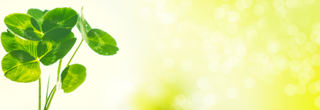 Green clover leaves on a background summer landscape. St.Patrick 's Day.