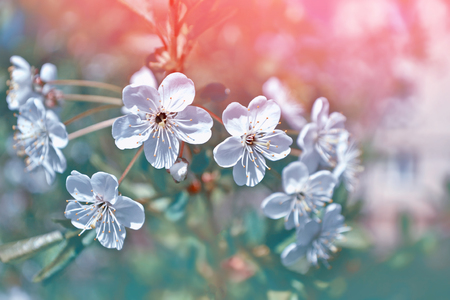 Blossoming branch apple. Bright colorful spring flowersの写真素材