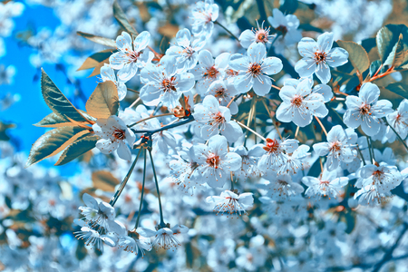Blossoming branch cherry. Bright colorful spring flowersの写真素材