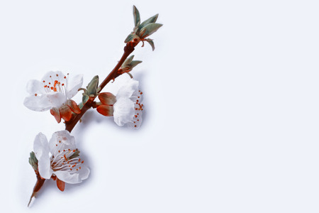 Fruit branch of apricot on a white background.の写真素材