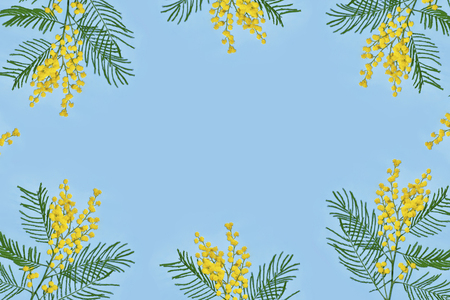 Bush of yellow spring flowers mimosa. Floral background.の写真素材