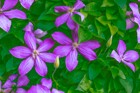 Bright clematis flowers on a background of the summer landscape.の写真素材