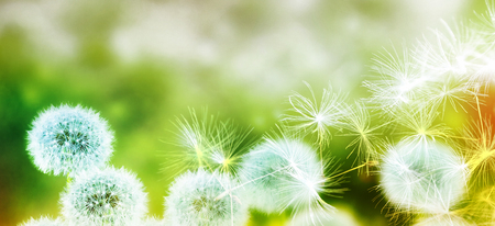 Fluffy dandelion flower against the background of the summer landscape.の写真素材
