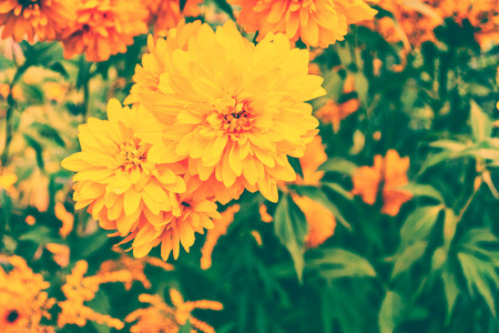 Colorful dahlia flowers on a background of the autumn landscapeの写真素材