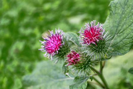 Thistle plant (Silybum marianum) herbal remedy. burdockの写真素材