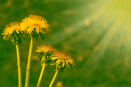 Fluffy dandelion flower against the background of the summer landscape.の写真素材