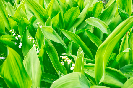 Spring landscape. flowers lily of the valleyの写真素材