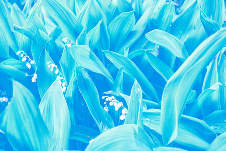 Spring landscape. flowers lily of the valley