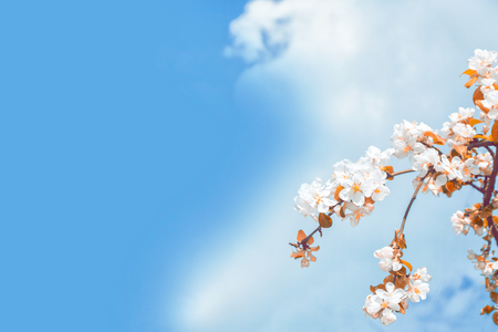 Blossoming branch cherry. Bright colorful spring flowersの写真素材