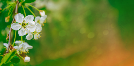Blossoming branch cherry. Bright colorful spring flowersの写真素材