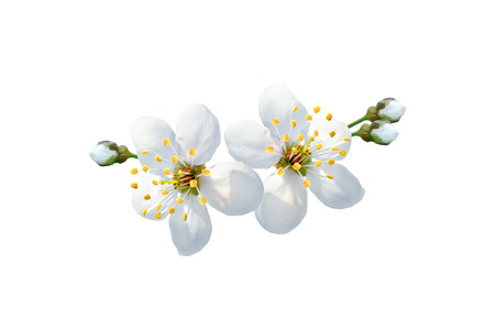 Flowering branch of cherry isolated on a white background. の写真素材