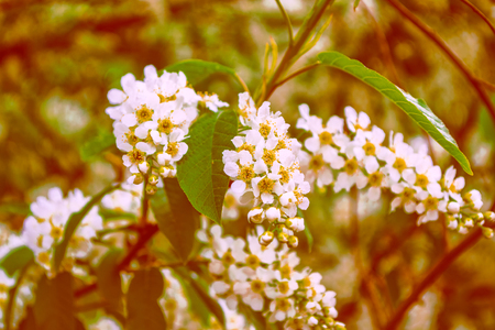 Blossoming branch cherry tree. Bright colorful spring flowersの写真素材