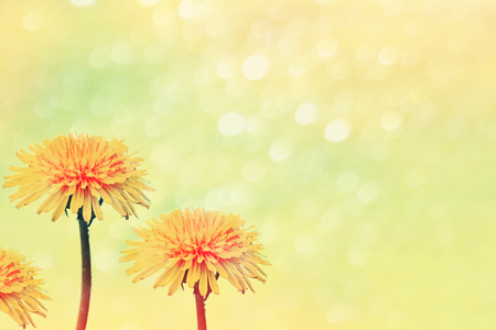 Fluffy dandelion flower against the background of the summer landscape.の写真素材