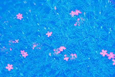 Bright and colorful flowers marigolds. Autumn landscape.の写真素材