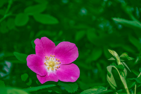 Summer landscape. Delicate wild rose garden flowersの写真素材