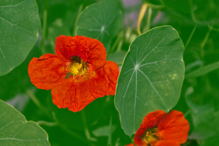 Bright nasturtium flowers with green colorful leaves.の写真素材