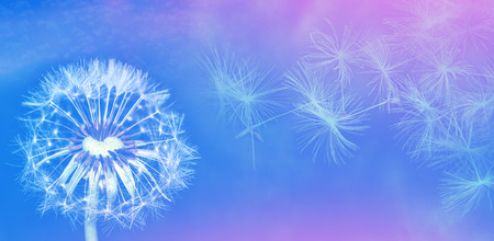 Fluffy dandelion flower against the background of the summer landscape.の写真素材