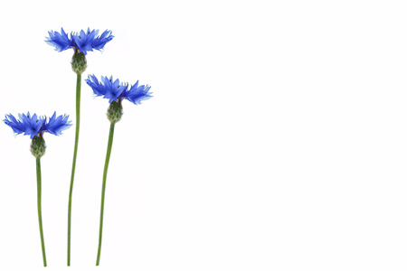 Wild flower cornflower isolated on white backgroundの写真素材