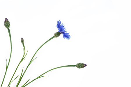 Wild flower cornflower isolated on white backgroundの写真素材